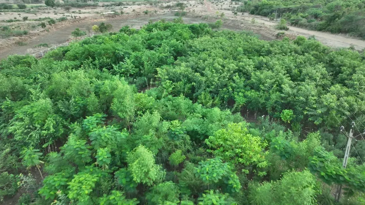 Restoring Forests with Native Trees: A Pathway to Ecosystem Balance and ...