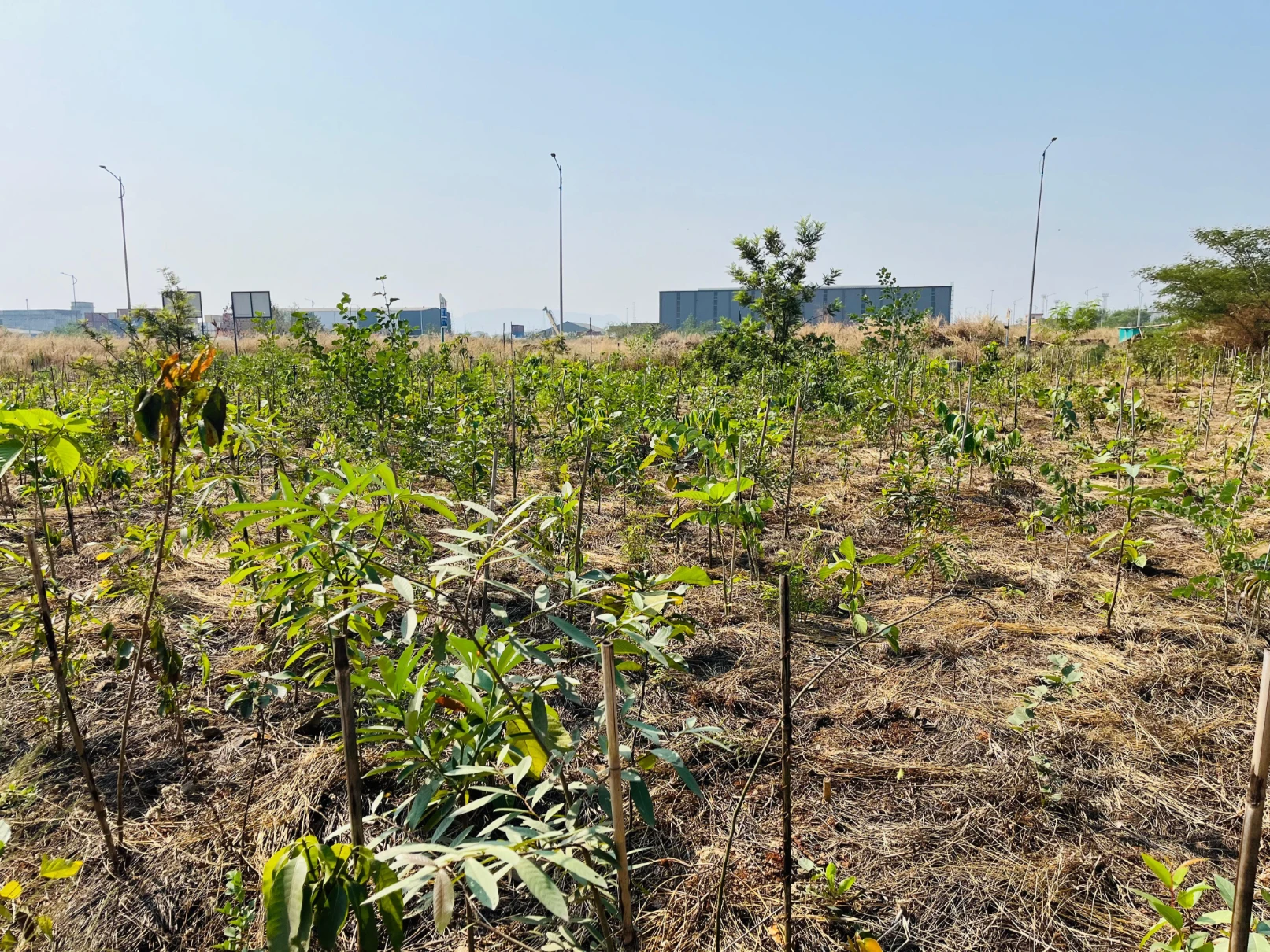 WhatsApp Image 2024-12-11 at 12.01.10 PM